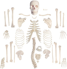Load image into Gallery viewer, Disarticulated Human Skeleton
